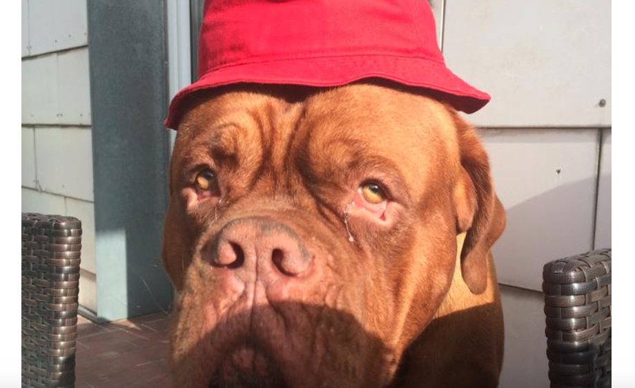 Mein Freund, der böse Hund von Josef Huber fisch+fleisch